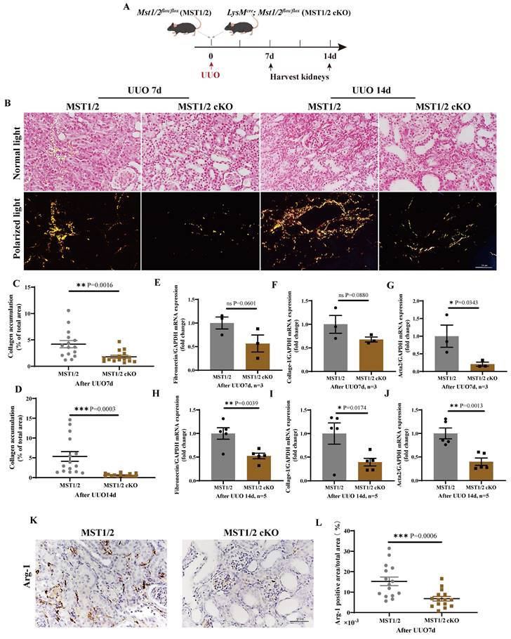 Int J Biol Sci Image
