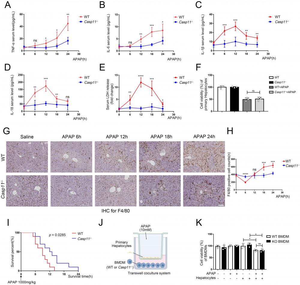Int J Biol Sci Image