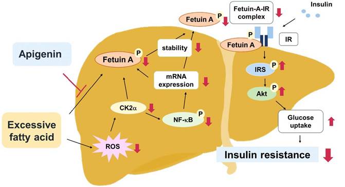 Int J Biol Sci Image