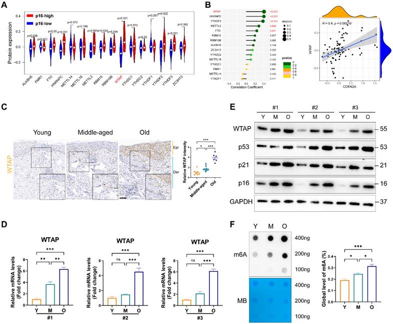 Int J Biol Sci Image
