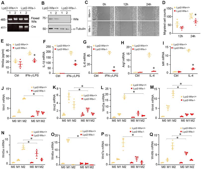 Int J Biol Sci Image