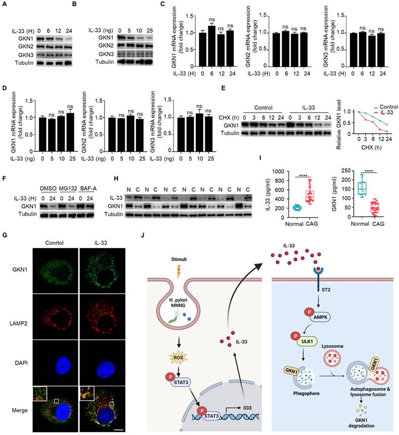 Int J Biol Sci Image