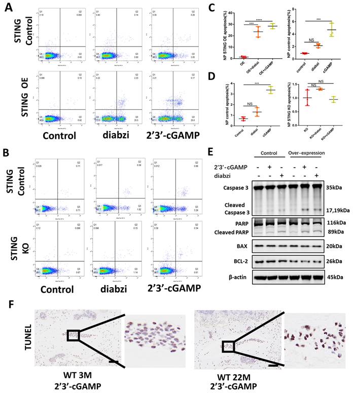 Int J Biol Sci Image