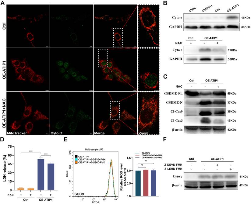 Int J Biol Sci Image