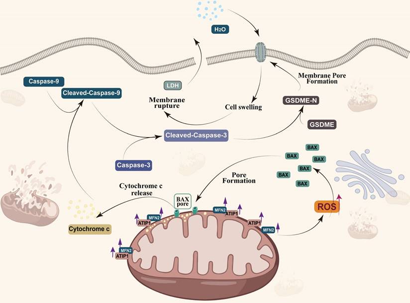 Int J Biol Sci Image