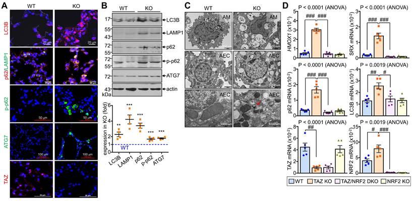 Int J Biol Sci Image