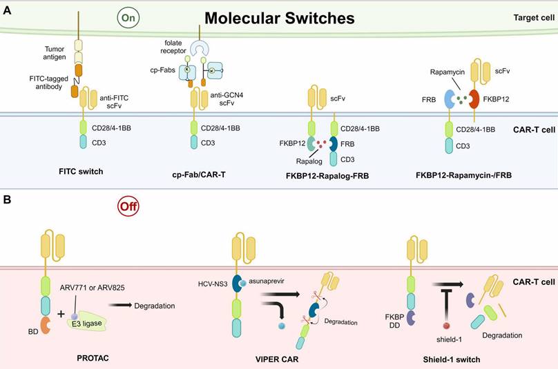 Int J Biol Sci Image