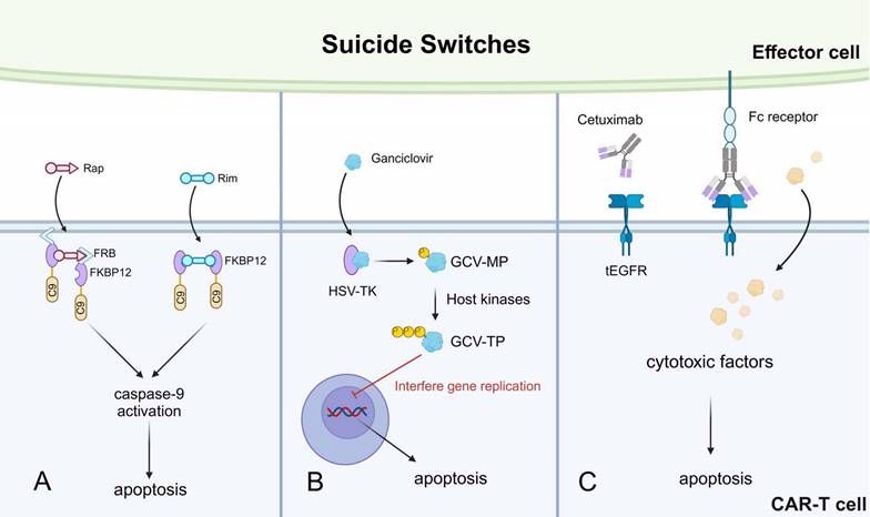Int J Biol Sci Image