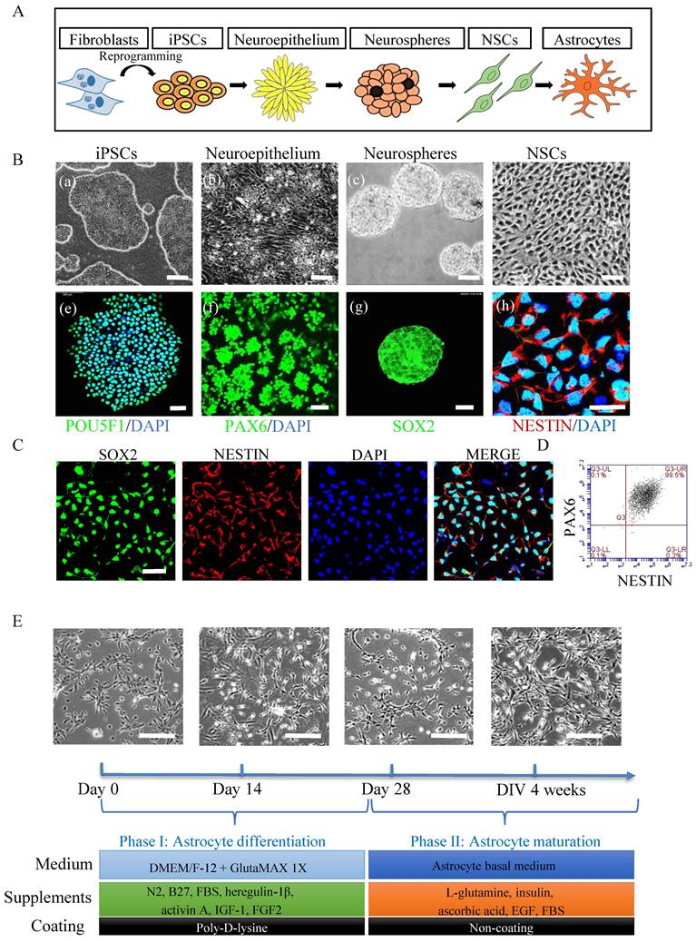 Int J Biol Sci Image
