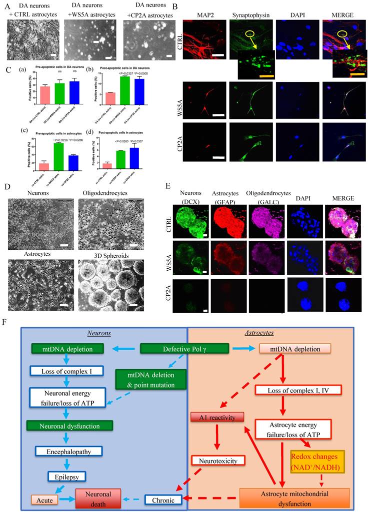 Int J Biol Sci Image