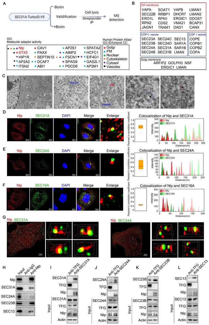 Int J Biol Sci Image