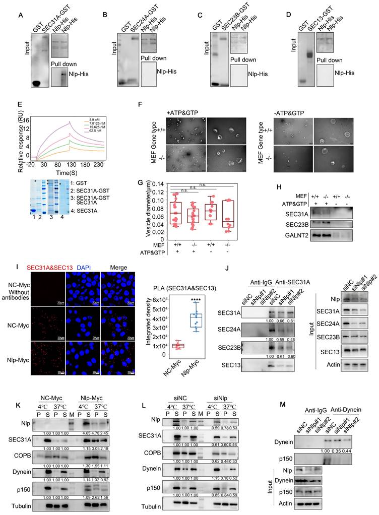 Int J Biol Sci Image