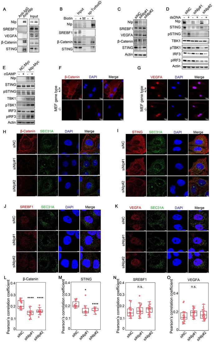Int J Biol Sci Image