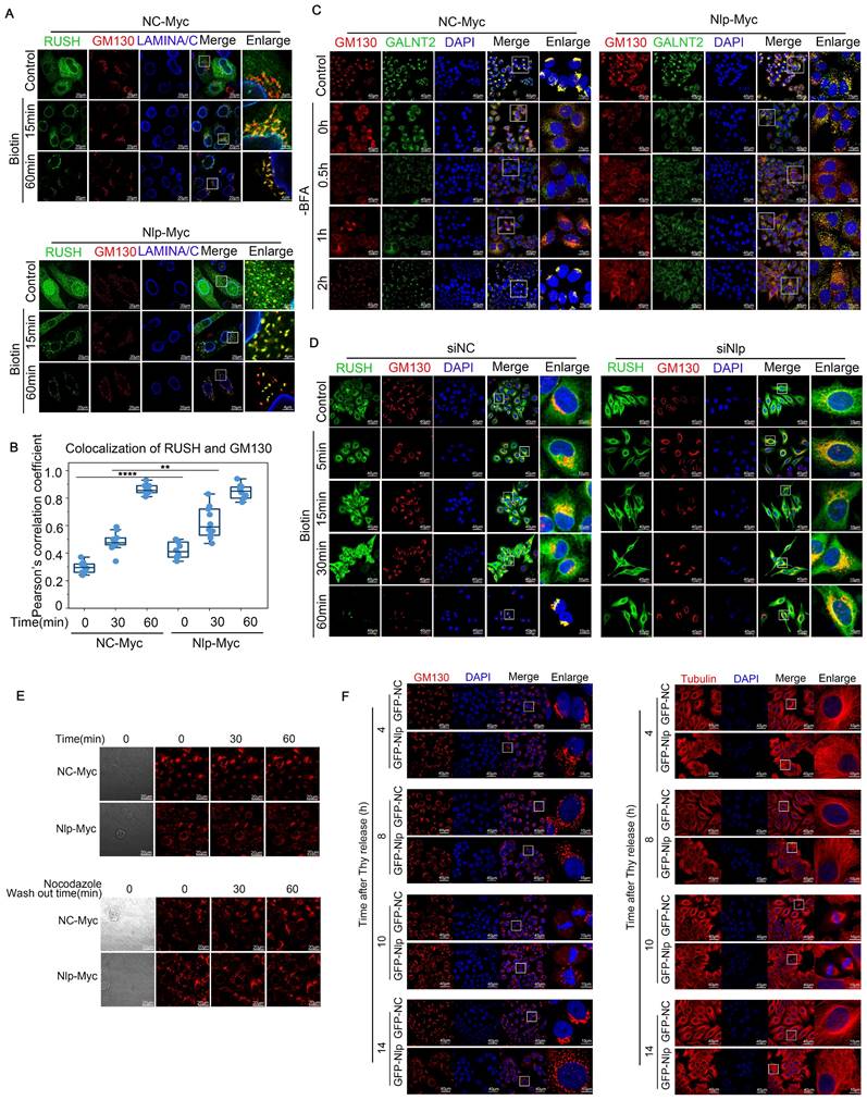 Int J Biol Sci Image
