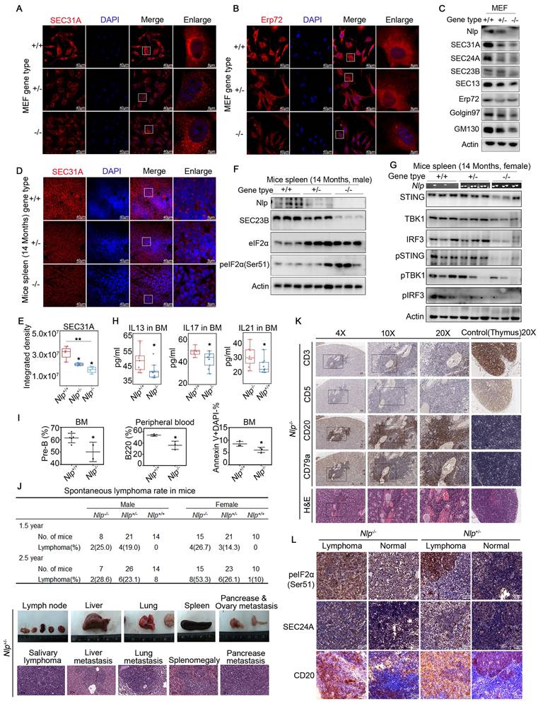 Int J Biol Sci Image