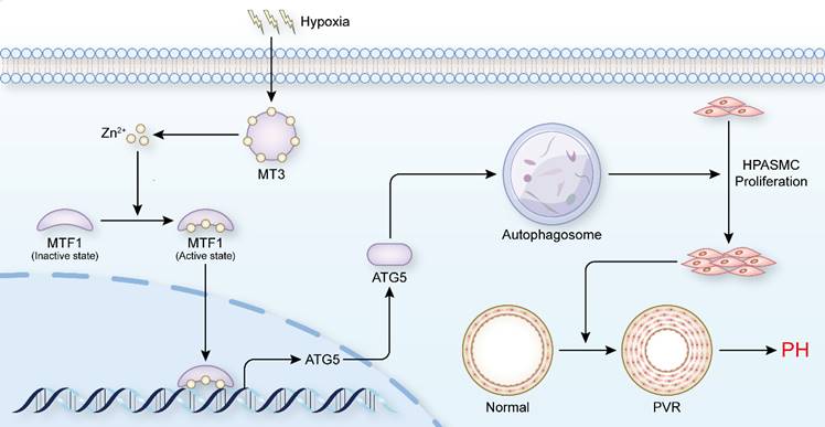 Int J Biol Sci Image