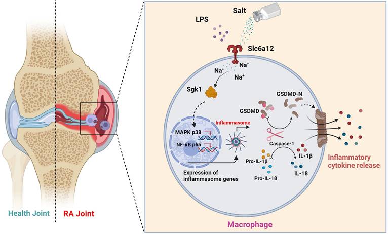 Int J Biol Sci Image