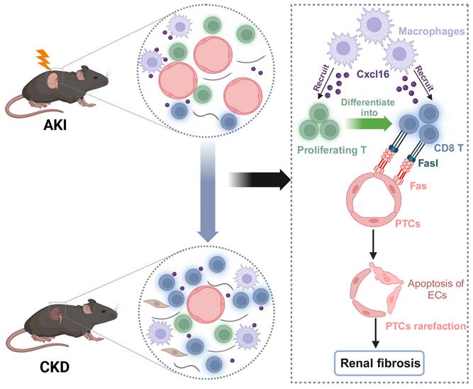 Int J Biol Sci Image