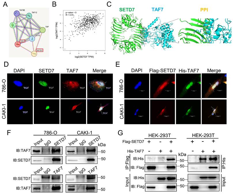 Int J Biol Sci Image