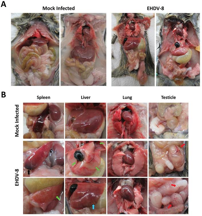 Int J Biol Sci Image