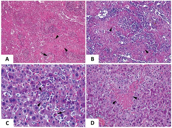 Int J Biol Sci Image