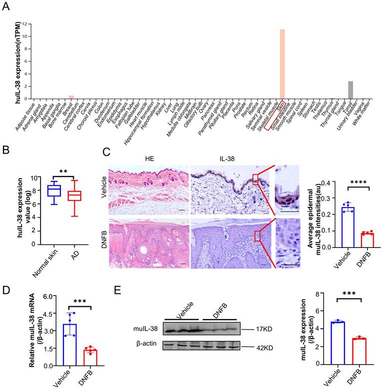 Int J Biol Sci Image