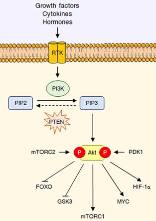 Int J Biol Sci Image
