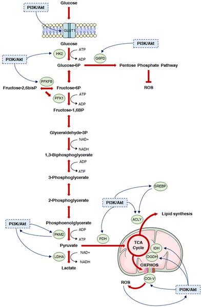 Int J Biol Sci Image