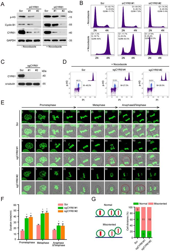 Int J Biol Sci Image