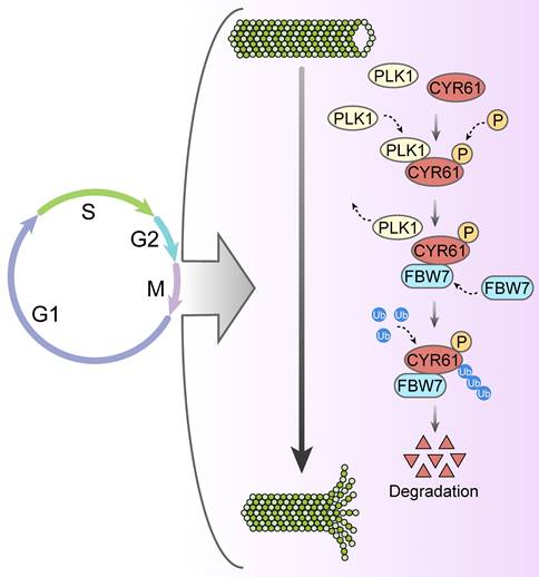 Int J Biol Sci Image