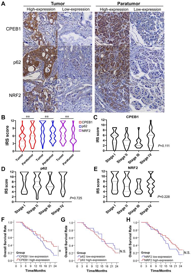 Int J Biol Sci Image