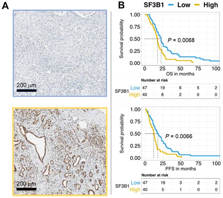 Int J Biol Sci Image