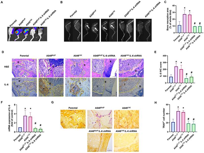 Int J Biol Sci Image