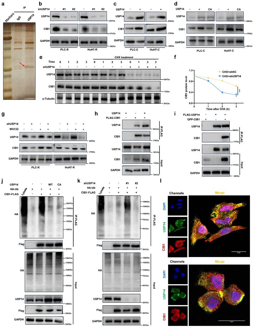 Int J Biol Sci Image