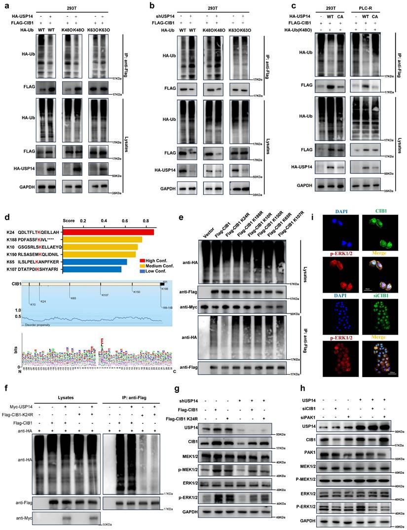 Int J Biol Sci Image