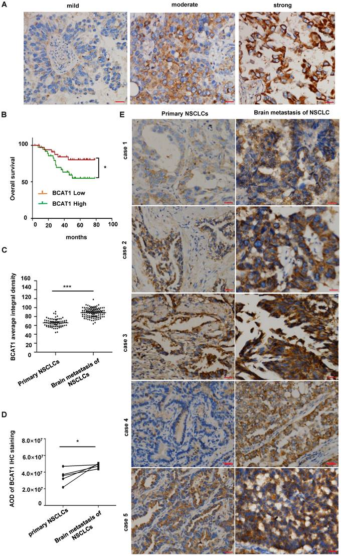 Int J Biol Sci Image