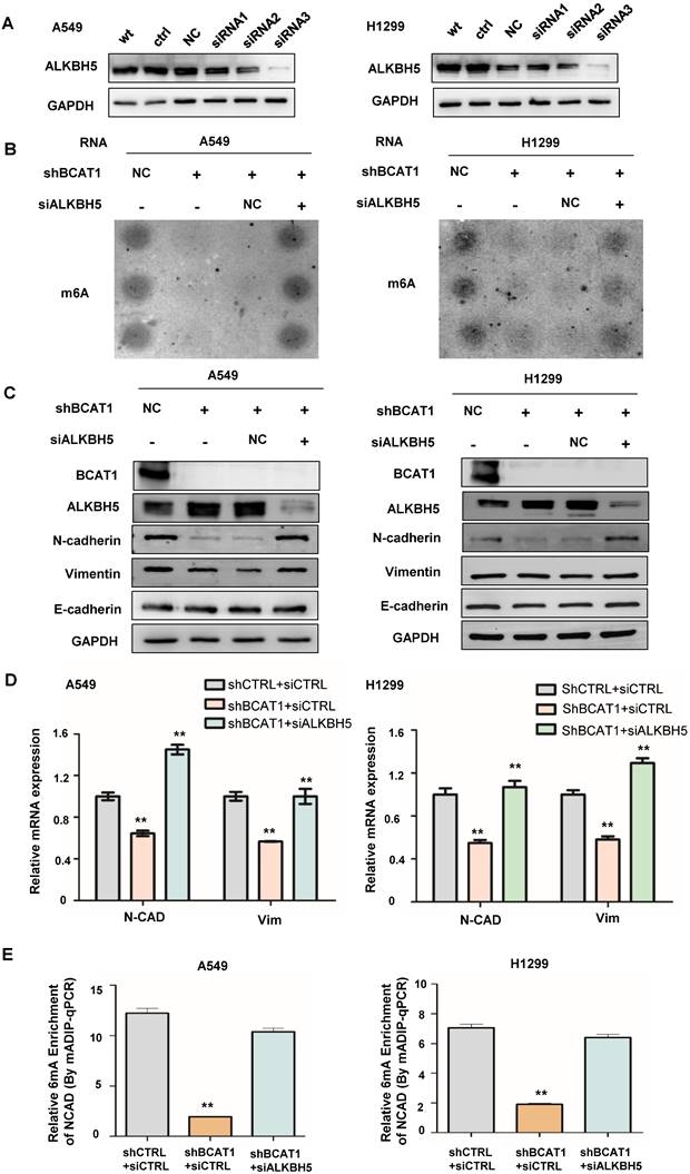 Int J Biol Sci Image