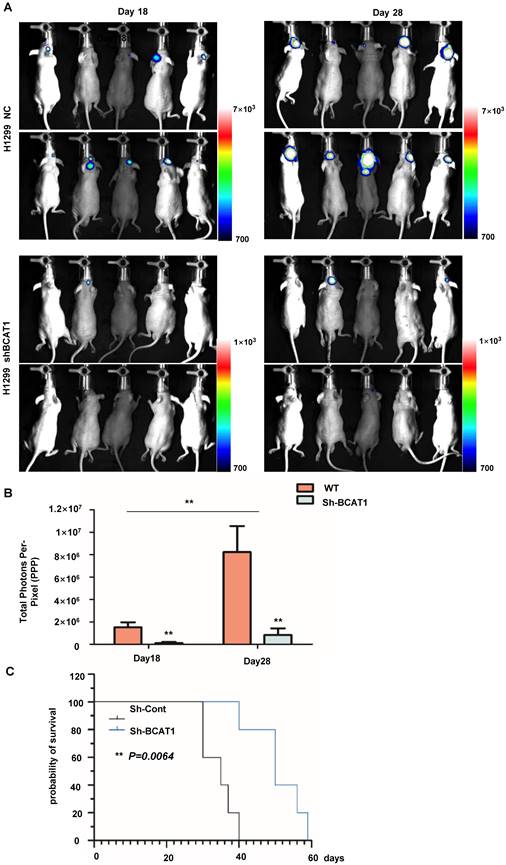 Int J Biol Sci Image