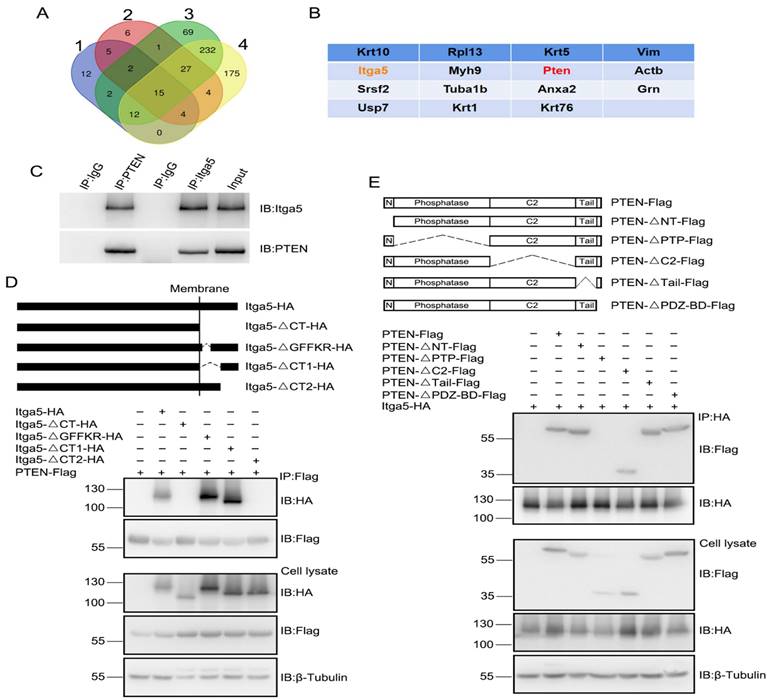 Int J Biol Sci Image