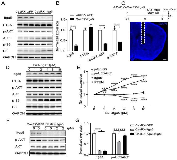 Int J Biol Sci Image