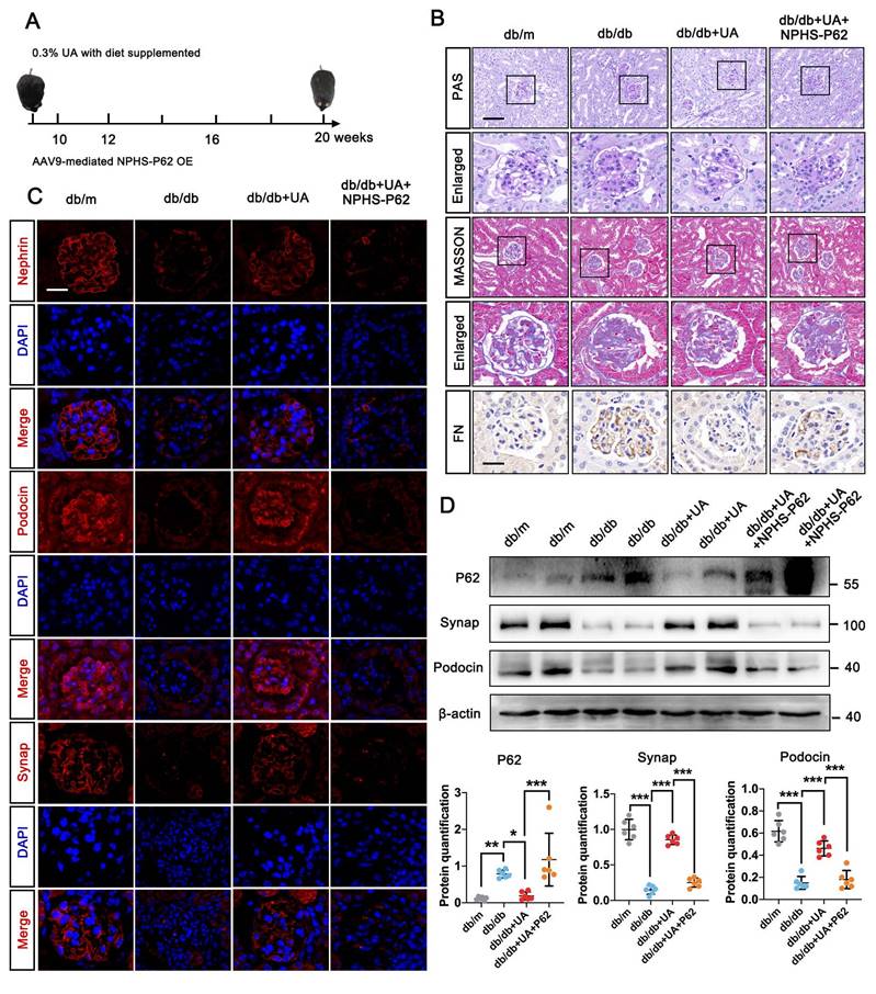 Int J Biol Sci Image