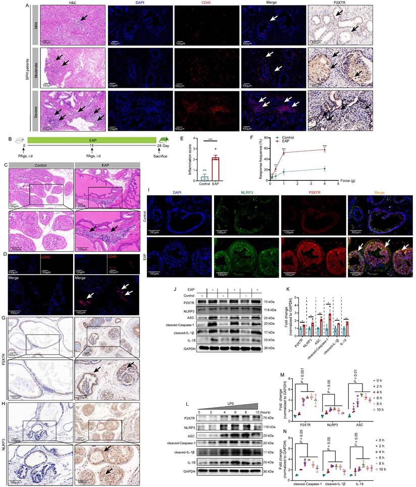 Int J Biol Sci Image