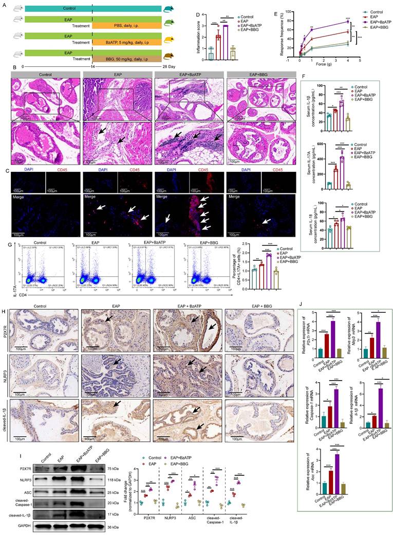 Int J Biol Sci Image