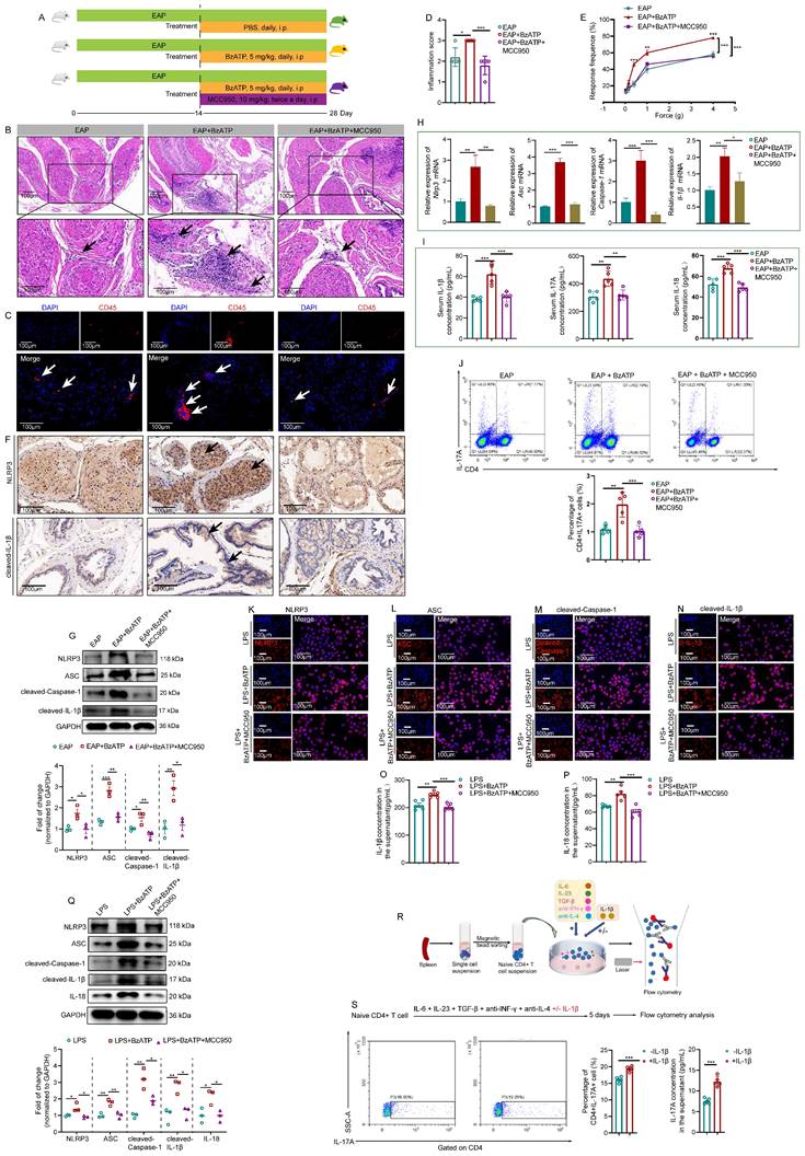Int J Biol Sci Image