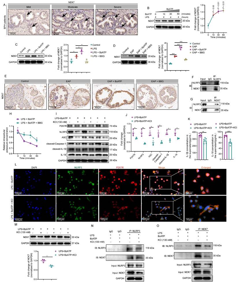 Int J Biol Sci Image