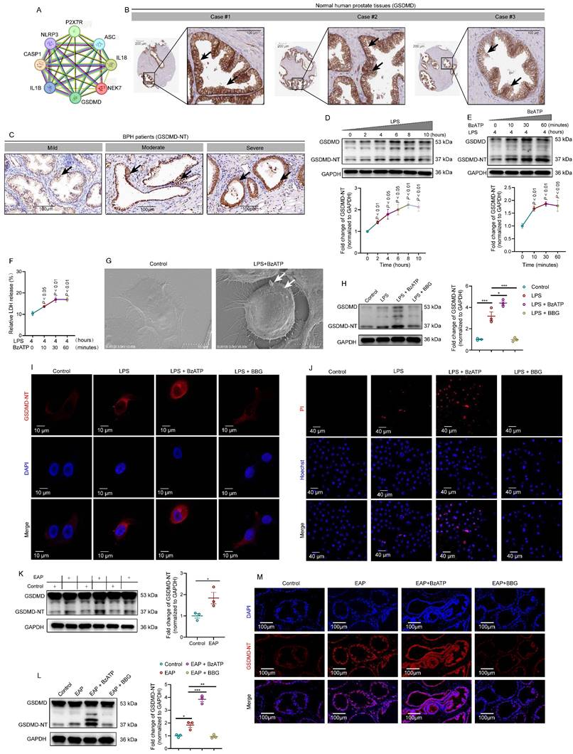 Int J Biol Sci Image