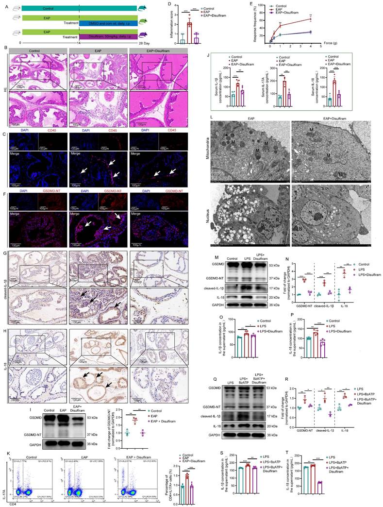 Int J Biol Sci Image