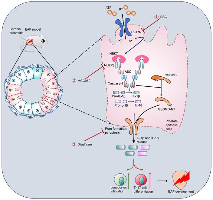 Int J Biol Sci Image