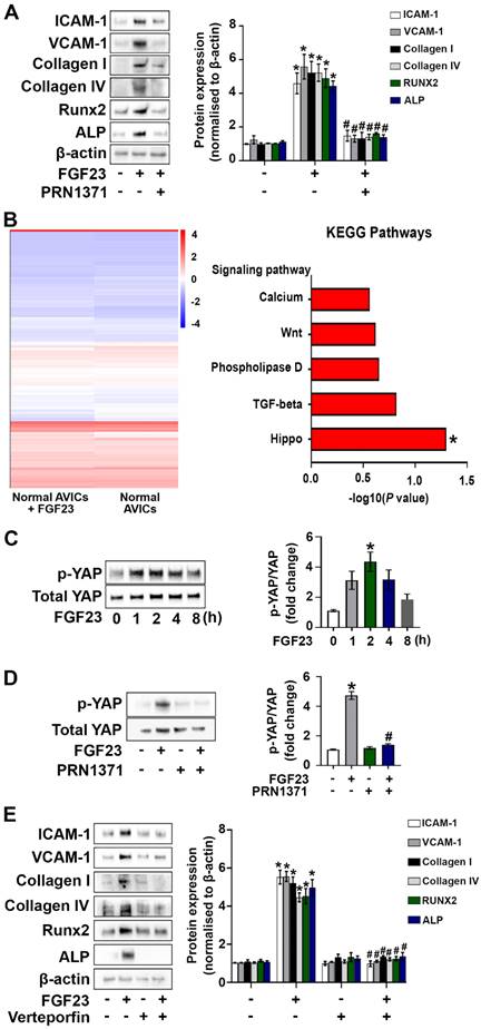 Int J Biol Sci Image
