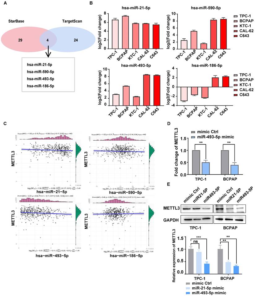 Int J Biol Sci Image